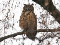 04_Uhu2_6457